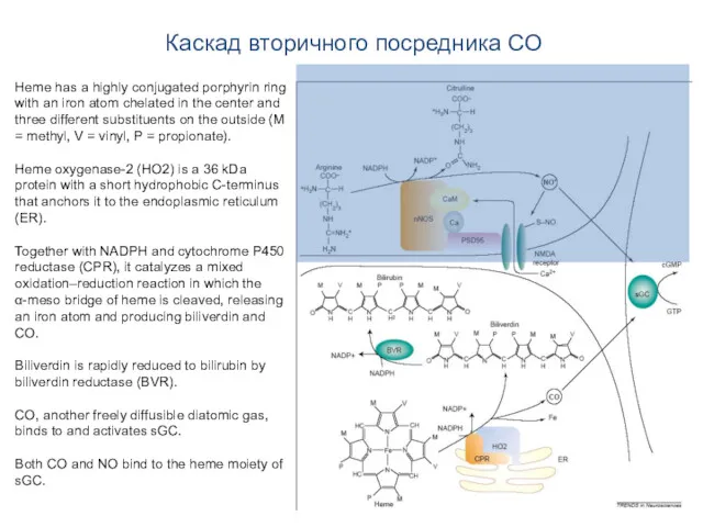 Каскад вторичного посредника CO Heme has a highly conjugated porphyrin