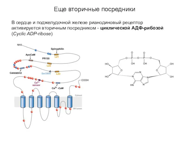 Еще вторичные посредники В сердце и поджелудочной железе рианодиновый рецептор