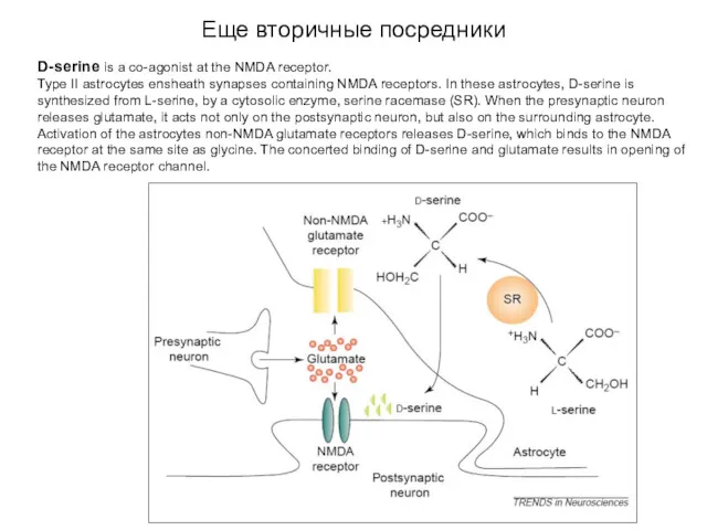 Еще вторичные посредники D-serine is a co-agonist at the NMDA