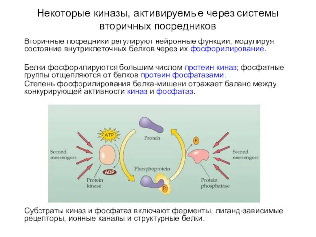 Некоторые киназы, активируемые через системы вторичных посредников Вторичные посредники регулируют