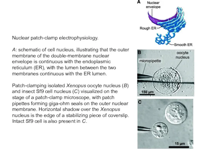 Nuclear patch-clamp electrophysiology. A: schematic of cell nucleus, illustrating that