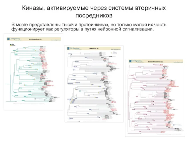 Киназы, активируемые через системы вторичных посредников В мозге представлены тысячи