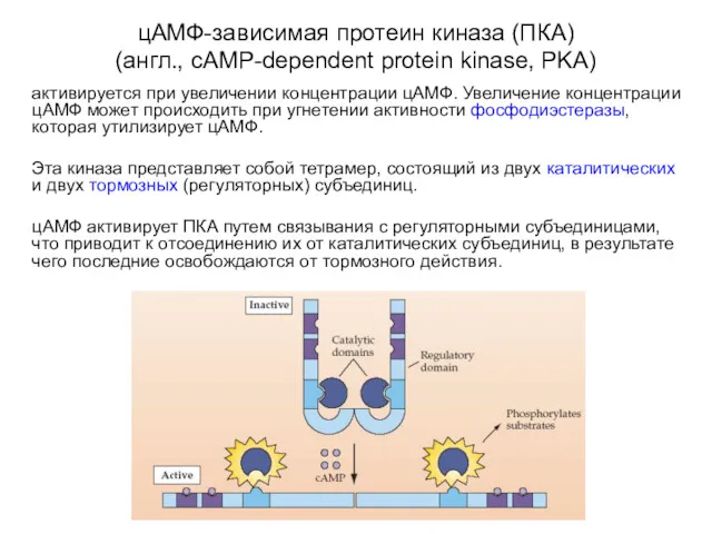 цАМФ-зависимая протеин киназа (ПКА) (англ., cAMP-dependent protein kinase, PKA) активируется