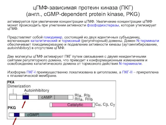 цГМФ-зависимая протеин киназа (ПКГ) (англ., cGMP-dependent protein kinase, PKG) активируется