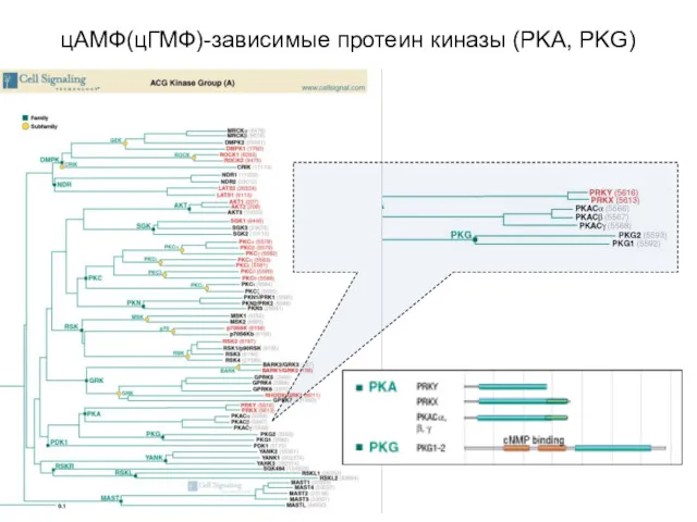 цАМФ(цГМФ)-зависимые протеин киназы (PKA, PKG)