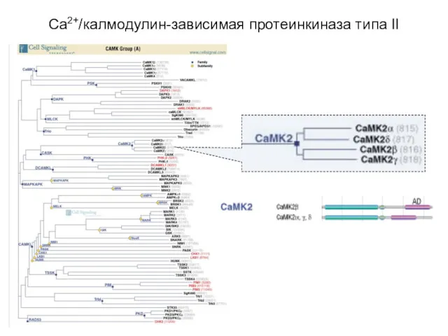 Ca2+/калмодулин-зависимая протеинкиназа типа II