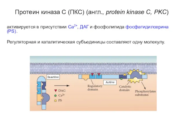 Протеин киназа C (ПКС) (англ., protein kinase C, PKC) активируется