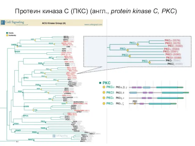 Протеин киназа C (ПКС) (англ., protein kinase C, PKC)