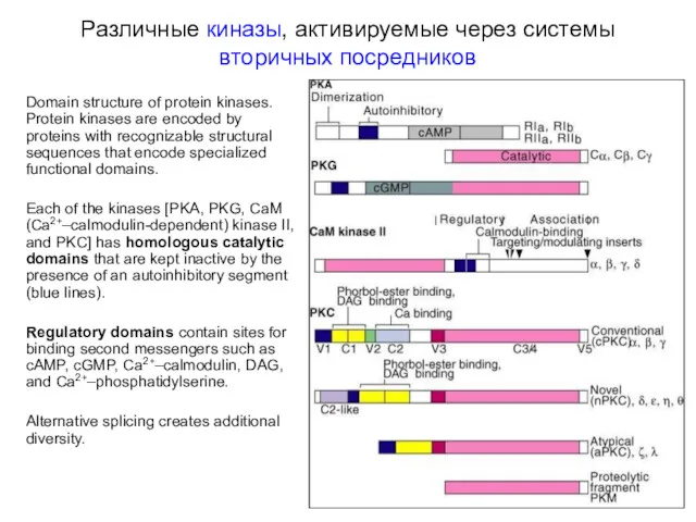 Различные киназы, активируемые через системы вторичных посредников Domain structure of