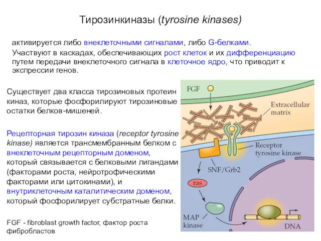 Тирозинкиназы (tyrosine kinases) активируется либо внеклеточными сигналами, либо G-белками. Участвуют