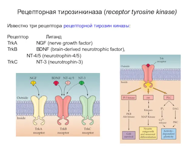 Рецепторная тирозинкиназа (receptor tyrosine kinase) Известно три рецептора рецепторной тирозин