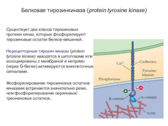 Белковая тирозинкиназа (protein tyrosine kinase) Существует два класса тирозиновых протеин