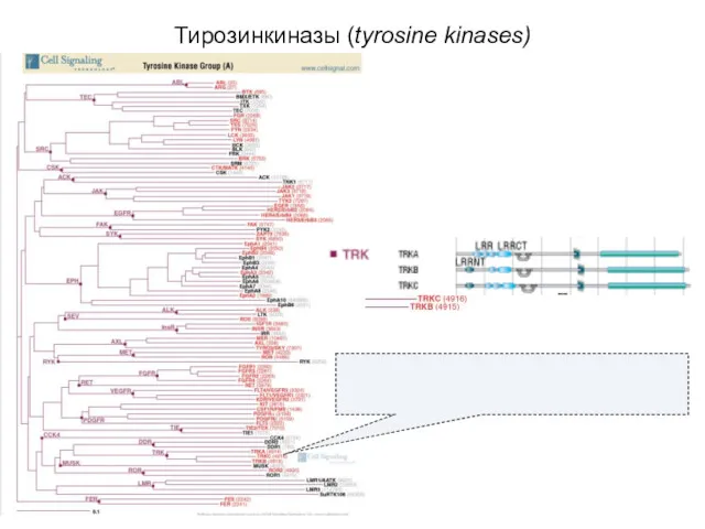 Тирозинкиназы (tyrosine kinases)