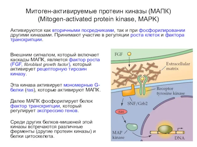 Митоген-активируемые протеин киназы (МАПК) (Mitogen-activated protein kinase, MAPK) Активируются как