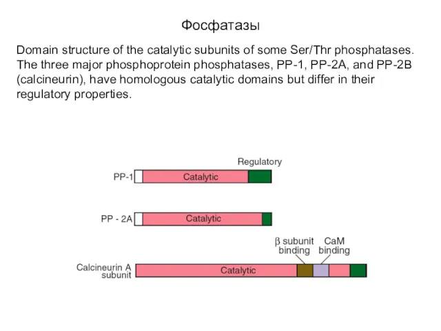 Фосфатазы Domain structure of the catalytic subunits of some Ser/Thr