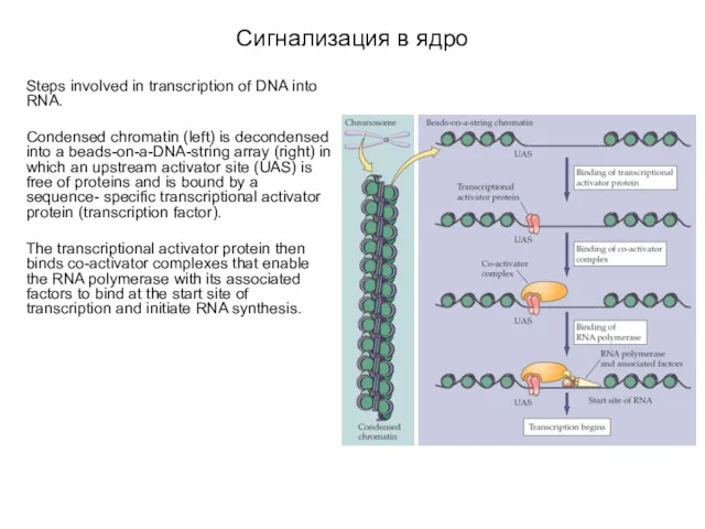 Сигнализация в ядро Steps involved in transcription of DNA into