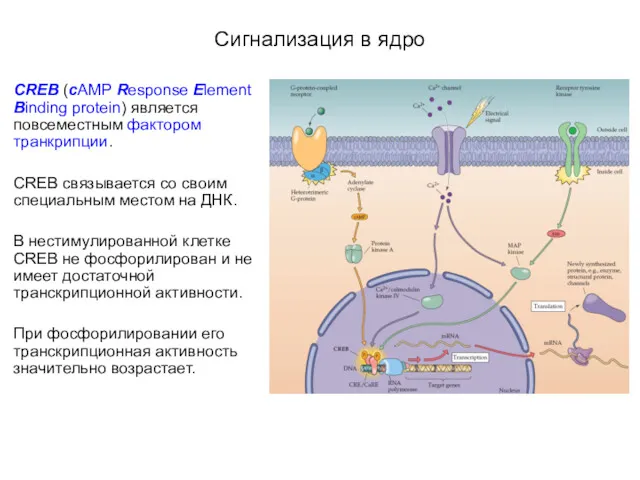 Сигнализация в ядро CREB (cAMP Response Element Binding protein) является