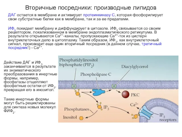 Вторичные посредники: производные липидов ДАГ остается в мембране и активирует