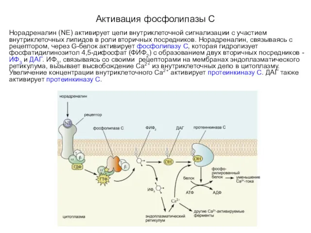Активация фосфолипазы C Норадреналин (NE) активирует цепи внутриклеточной сигнализации с