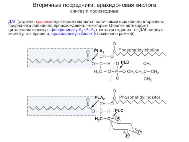 Вторичные посредники: арахидоновая кислота синтез и производные ДАГ (отделен красным