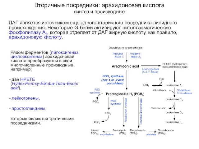 Вторичные посредники: арахидоновая кислота синтез и производные ДАГ является источником