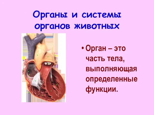 Органы и системы органов животных Орган – это часть тела, выполняющая определенные функции.
