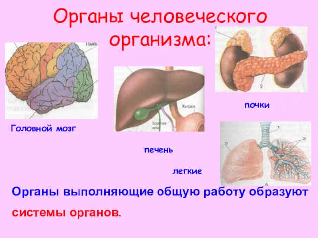 Органы человеческого организма: почки печень Головной мозг легкие Органы выполняющие общую работу образуют системы органов.