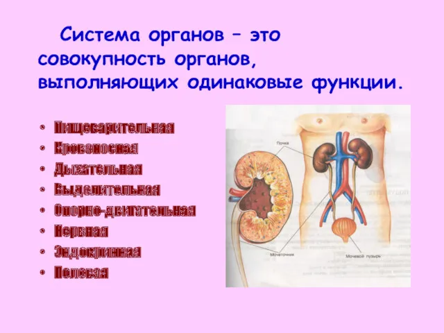 Система органов – это совокупность органов, выполняющих одинаковые функции. Пищеварительная
