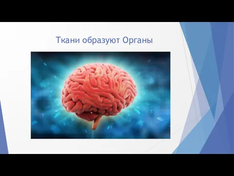 Ткани образуют Органы