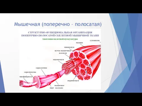 Мышечная (поперечно – полосатая)