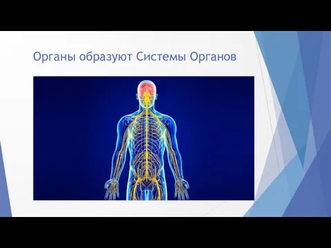 Органы образуют Системы Органов