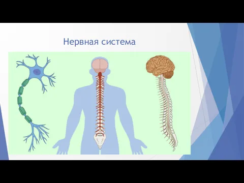 Нервная система