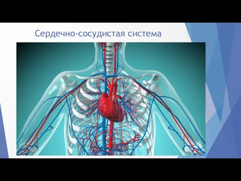 Сердечно-сосудистая система