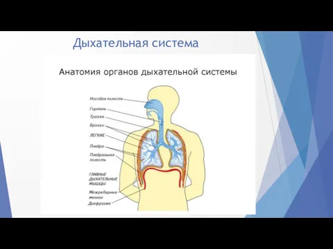 Дыхательная система