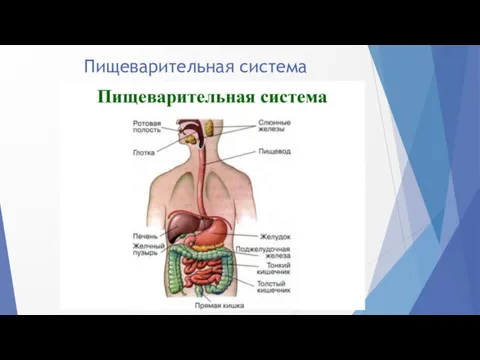 Пищеварительная система