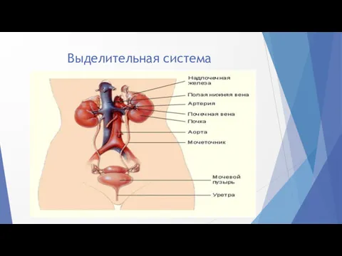 Выделительная система