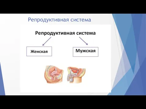 Репродуктивная система