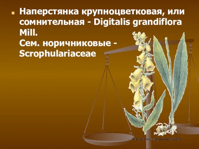 Наперстянка крупноцветковая, или сомнительная - Digitalis grandiflora Mill. Сем. норичниковые - Scrophulariaceae