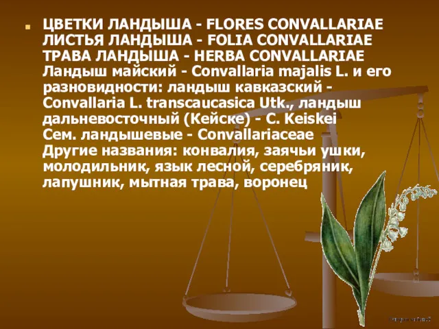 ЦВЕТКИ ЛАНДЫША - FLORES CONVALLARIAE ЛИСТЬЯ ЛАНДЫША - FOLIA CONVALLARIAE