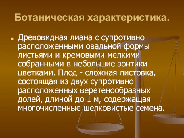 Ботаническая характеристика. Древовидная лиана с супротивно расположенными овальной формы листьями