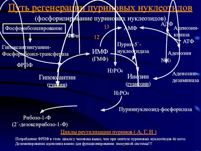 Циклы реутилизации пуринов ( А, Г, И ) Потребление ФРПФ