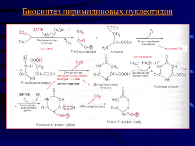 Биосинтез пиримидиновых нуклеотидов цитозоль митохондрии ключевой ф-т Оротовая (наследственная) ацидурия
