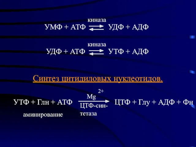 Синтез цитидиловых нуклеотидов. УТФ + Глн + АТФ ЦТФ +