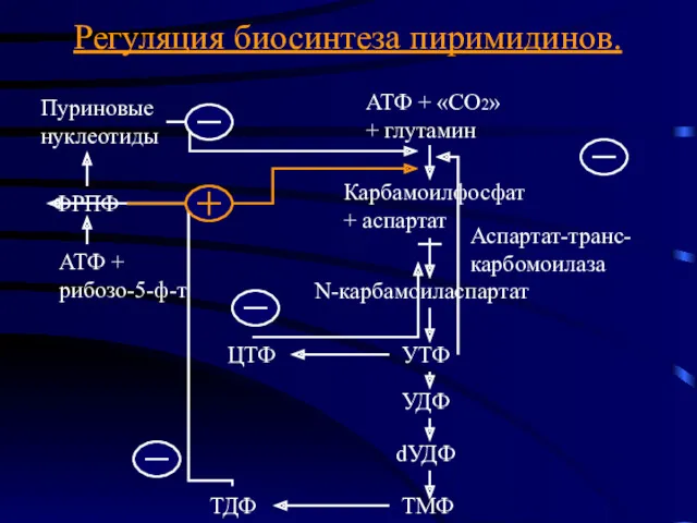 Регуляция биосинтеза пиримидинов. Пуриновые нуклеотиды АТФ + «СО2» + глутамин