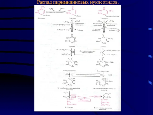 Распад пиримидиновых нуклеотидов.