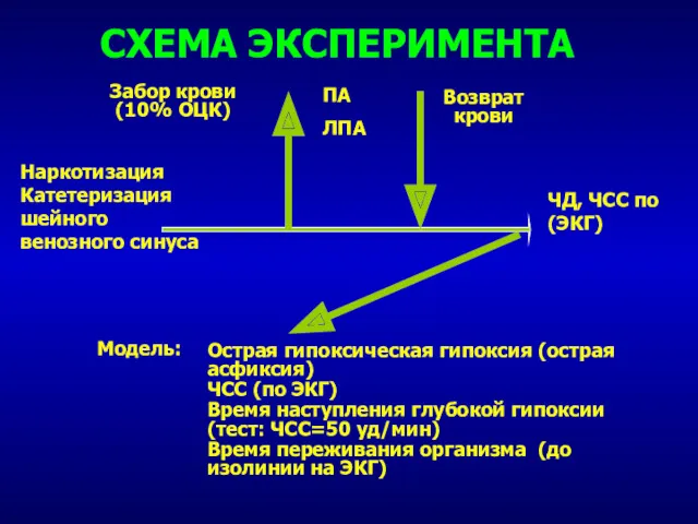 СХЕМА ЭКСПЕРИМЕНТА Наркотизация Катетеризация шейного венозного синуса ПА ЛПА Забор