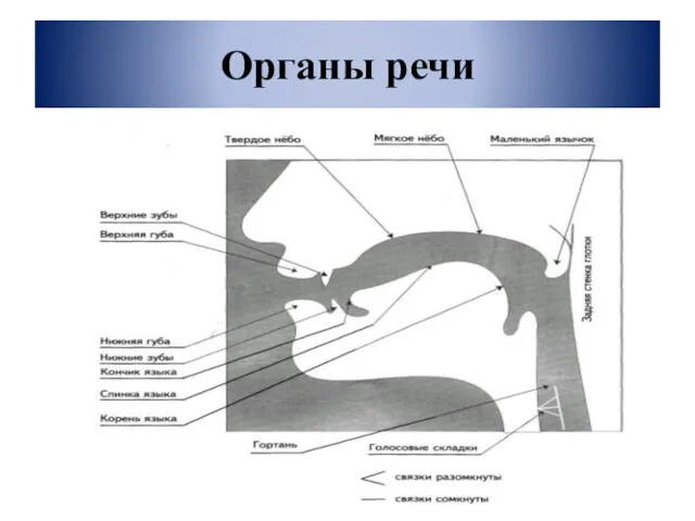 Органы речи