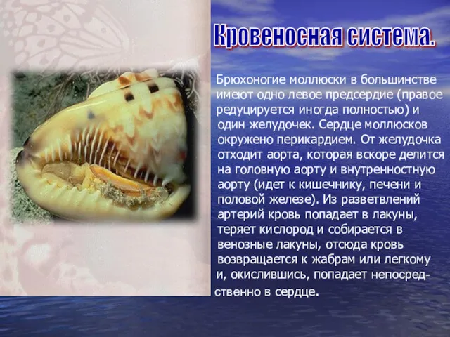 Брюхоногие моллюски в большинстве имеют одно левое предсердие (правое редуцируется