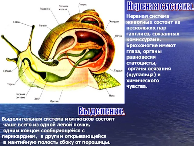 Нервная система животных состоит из нескольких пар ганглиев, связанных комиссурами.