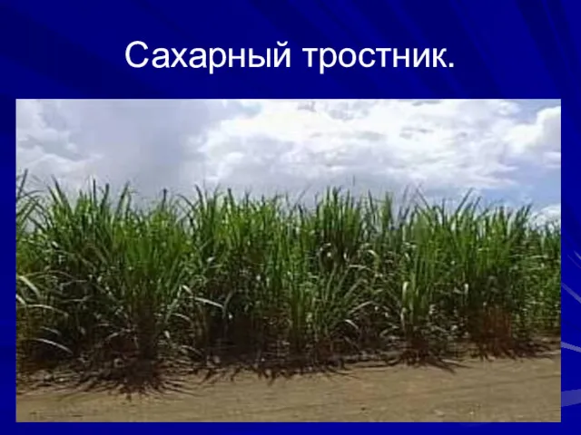 Сахарный тростник.